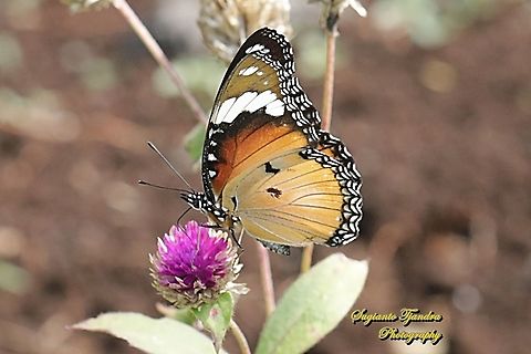 Danaid Eggfly, Hypolimnas misippus, female - lowerside  Danaid eggfly,Geotagged,Hypolimnas misippus,Indonesia,Spring