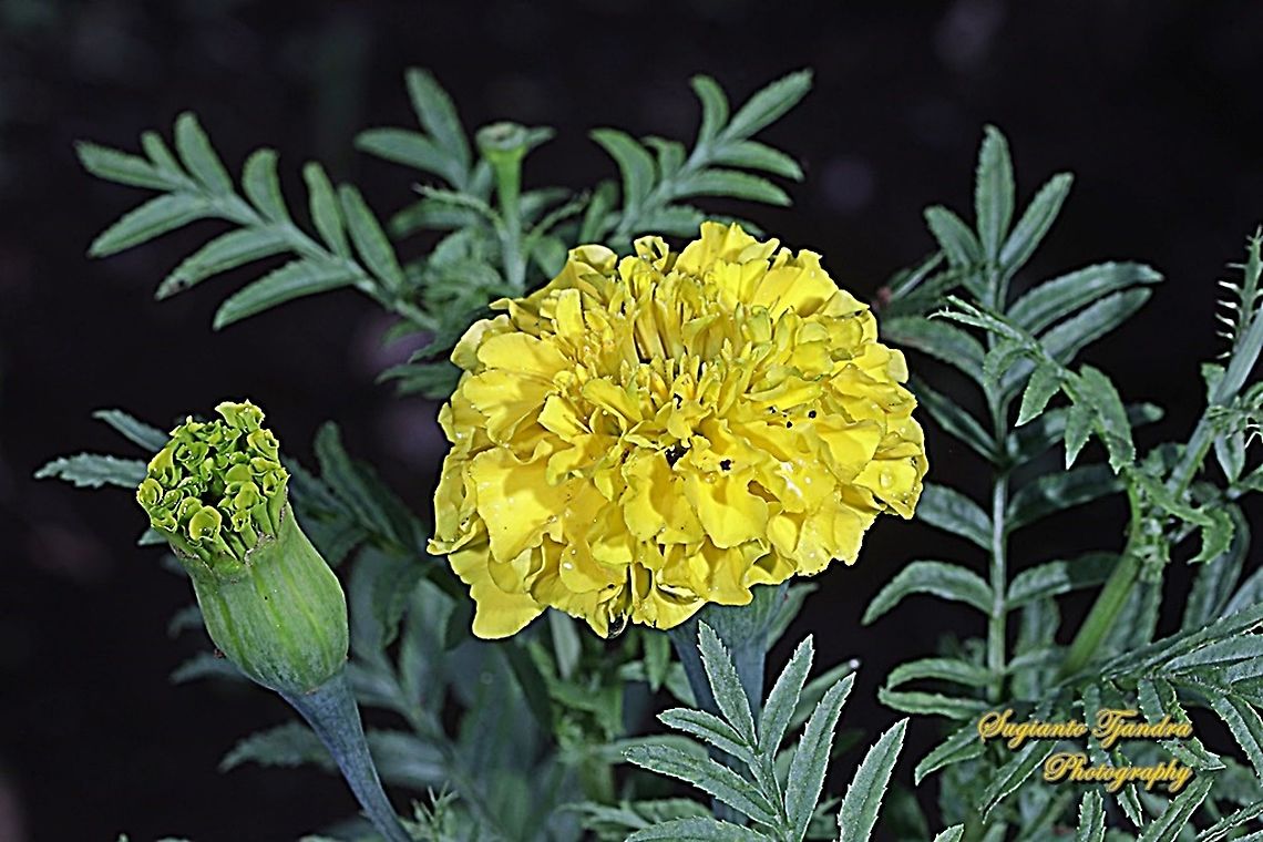 Mexican marigold, Tagetes erecta  Geotagged,Indonesia,Mexican marigold,Spring,Tagetes erecta