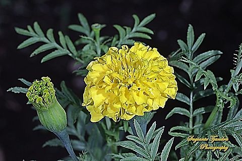 Mexican marigold, Tagetes erecta  Geotagged,Indonesia,Mexican marigold,Spring,Tagetes erecta