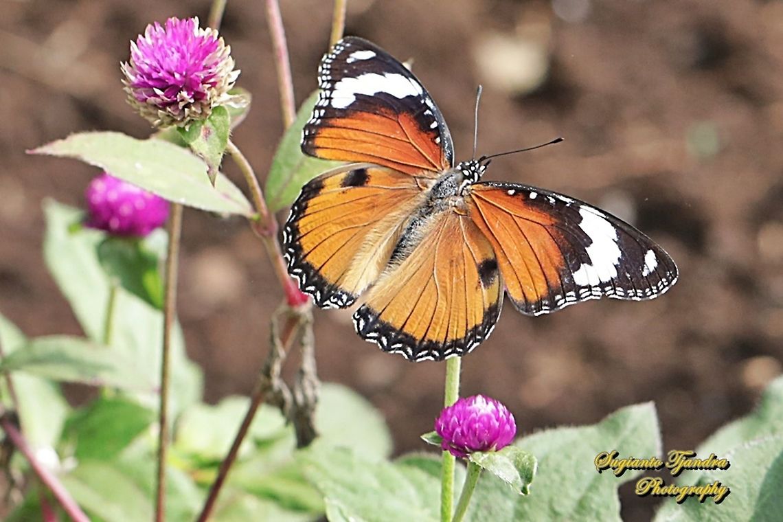 Danaid Eggfly, Hypolimnas misippus, female - upperside  Danaid eggfly,Geotagged,Hypolimnas misippus,Indonesia,Spring