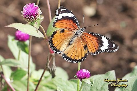 Danaid Eggfly, Hypolimnas misippus, female - upperside  Danaid eggfly,Geotagged,Hypolimnas misippus,Indonesia,Spring