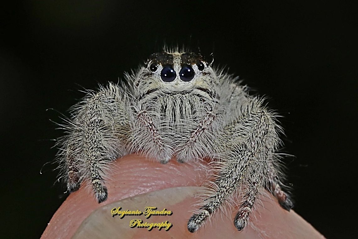 Hyllus jumping spider, Salticidae  Geotagged,Indonesia,Spring