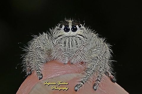 Hyllus jumping spider, Salticidae  Geotagged,Indonesia,Spring