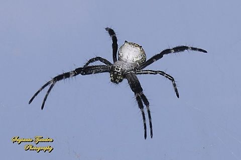The Dome Tent-web spider (Cyrtophora moluccensis)  Cyrtophora moluccensis,Dome Tent Spider,Geotagged,Indonesia,Spring