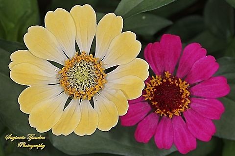 Zinnia flowers  Geotagged,Indonesia,Spring