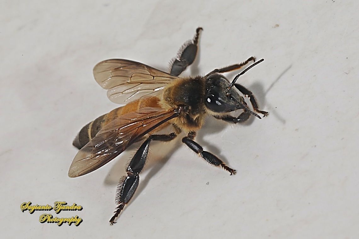 Black dwarf honey bee, Apis andreniformis (???)  Apis dorsata,Geotagged,Giant honey bee,Indonesia,Spring