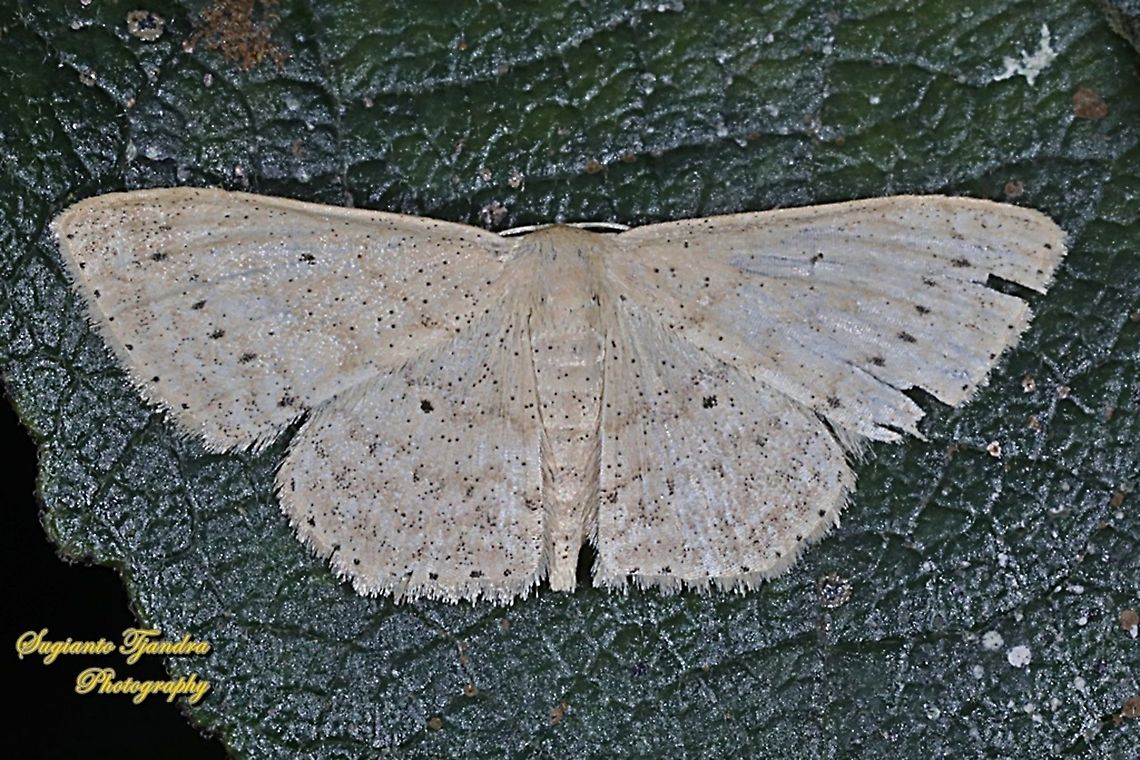 Scopula Moth, Geometridae  Geotagged,Indonesia,Spring