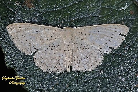Scopula Moth, Geometridae  Geotagged,Indonesia,Spring