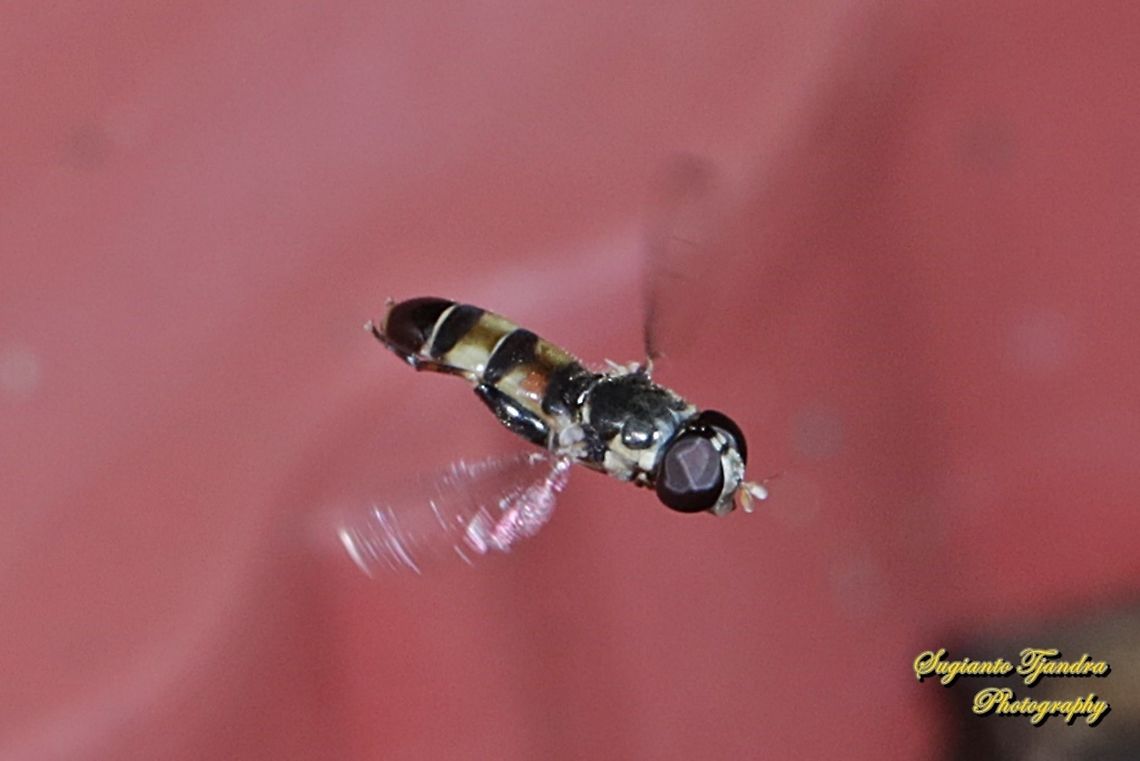 Hover fly, Syritta sp  Geotagged,Indonesia,Spring