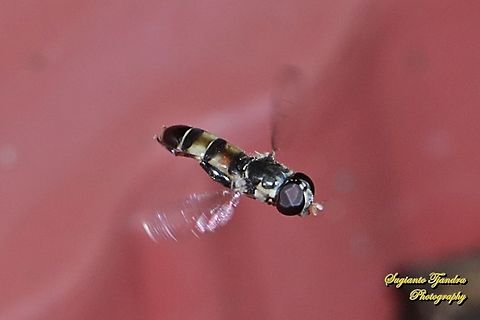 Hover fly, Syritta sp  Geotagged,Indonesia,Spring