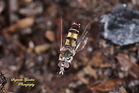 Hover fly, Syritta sp  Geotagged,Indonesia,Spring