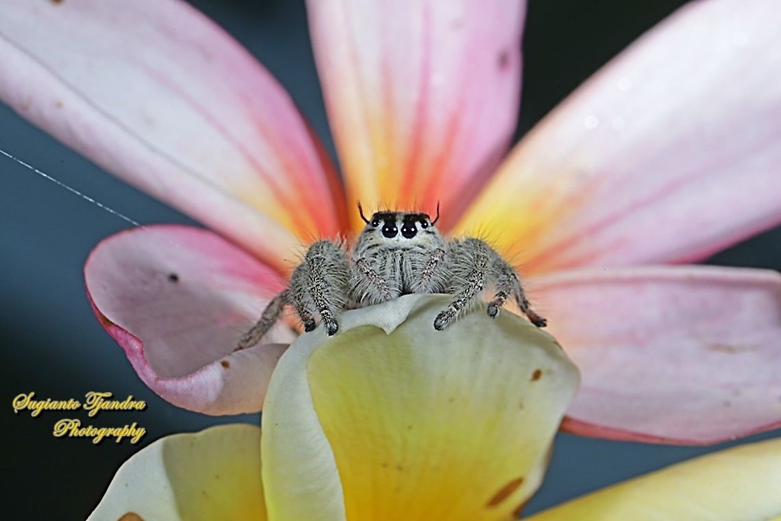 Hyllus jumping spider, Salticidae  Geotagged,Indonesia,Spring