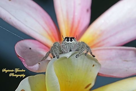 Hyllus jumping spider, Salticidae  Geotagged,Indonesia,Spring