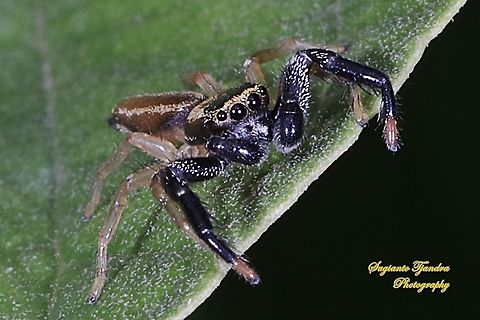 Fighting spider, Thiania suboppressa, Salticidae  Fighting Spider,Geotagged,Indonesia,Spring,Thiania suboppressa