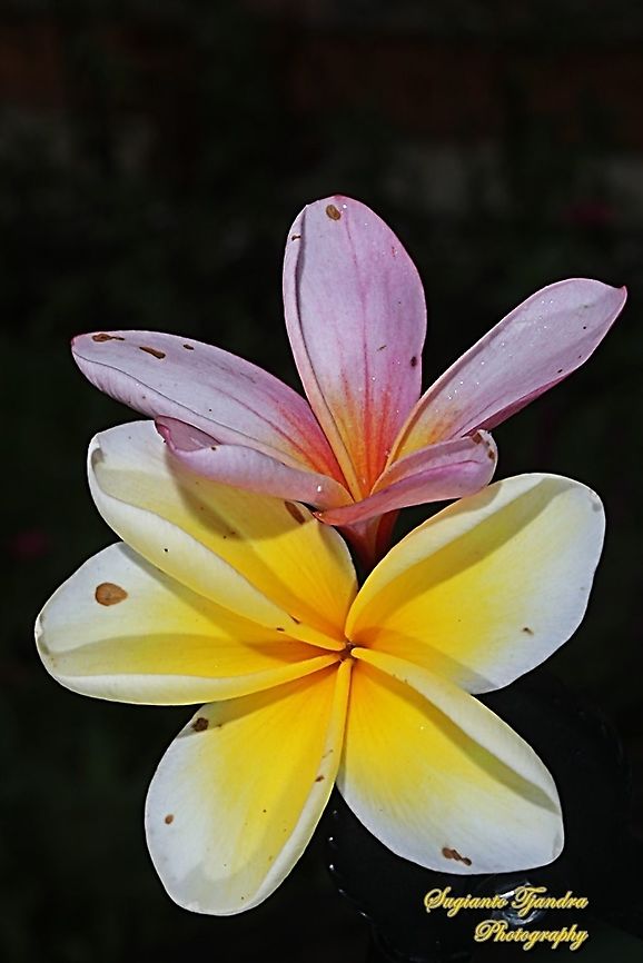 Bunga Kamboja/Plumeria (Apocynaceae)  Geotagged,Indonesia,Spring