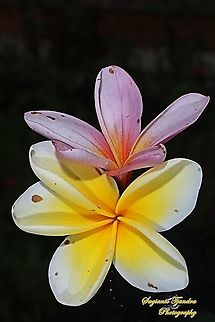 Bunga Kamboja/Plumeria (Apocynaceae)  Geotagged,Indonesia,Spring