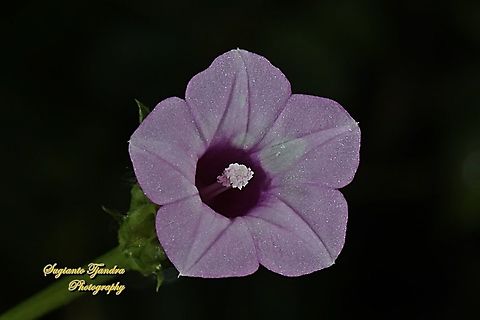 Littlebell/Three-lobe morning glory (Ipomoea triloba)  Aiea morning glory,Geotagged,Indonesia,Ipomoea triloba,Spring