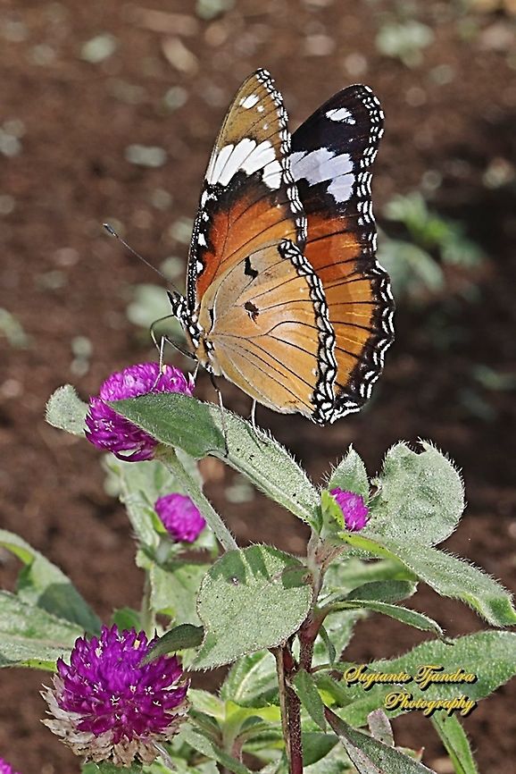 Danaid Eggfly, Hypolimnas misippus, female  Danaid eggfly,Geotagged,Hypolimnas misippus,Indonesia,Spring