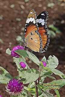Danaid Eggfly, Hypolimnas misippus, female  Danaid eggfly,Geotagged,Hypolimnas misippus,Indonesia,Spring