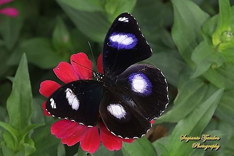 Great eggfly, Hypolimnas bolina bolina  - Upperside, male  Geotagged,Great eggfly,Hypolimnas bolina,Indonesia,Spring