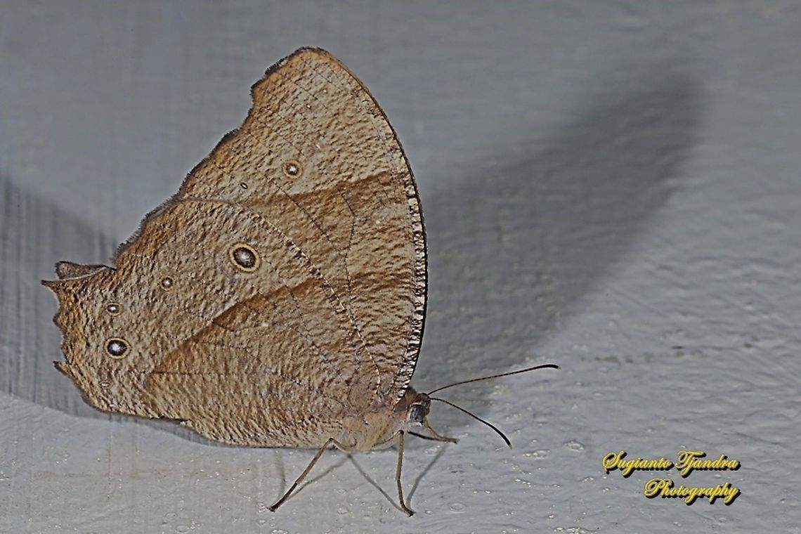 The common evening brown, Melanitis leda lacrima  Common evening brown,Geotagged,Indonesia,Melanitis leda,Spring