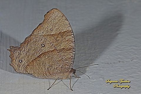 The common evening brown, Melanitis leda lacrima  Common evening brown,Geotagged,Indonesia,Melanitis leda,Spring