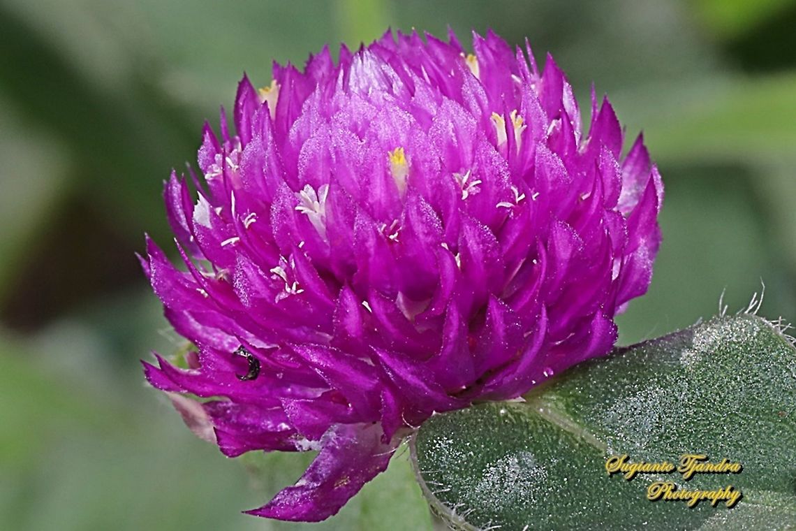 Bachelor's Button flower, Gomphrena Globosa  Geotagged,Globe amaranth,Gomphrena globosa,Indonesia,Spring