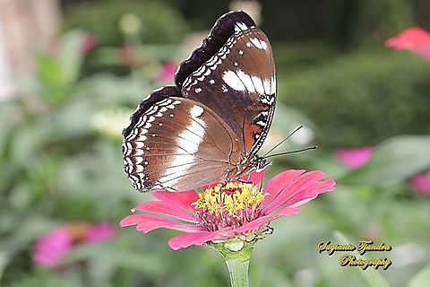 Great eggfly, Hypolimnas bolina bolina  - male "sucking nectar" on the Zinnia flower  Geotagged,Great eggfly,Hypolimnas bolina,Indonesia,Spring