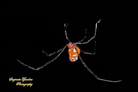 The red and silver dewdrop spider, Argyrodes flavescens  Argyrodes flavescens,Geotagged,Indonesia,Spring