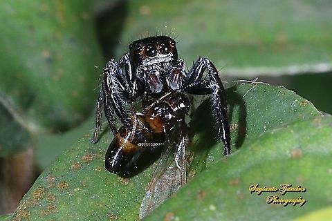 Jumping Spider, Salticidae w/prey  Geotagged,Indonesia,Spring