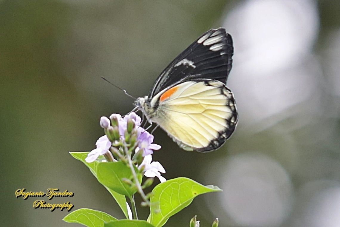 The Redspot Jezebel butterfly, Delias descombesi  Delias descombesi,Geotagged,Indonesia,Redspot Jezebel,Spring