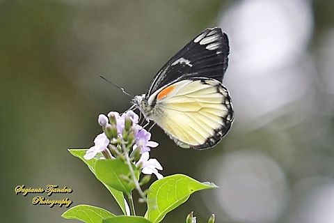 The Redspot Jezebel butterfly, Delias descombesi  Delias descombesi,Geotagged,Indonesia,Redspot Jezebel,Spring