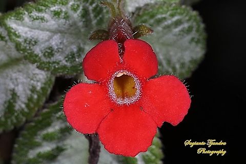 Silver Skies flower, Episcia cupreata  Episcia cupreata,Geotagged,Indonesia,Spring