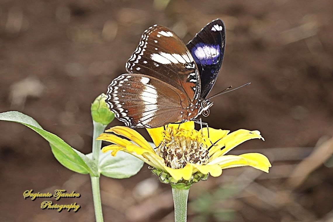 Great eggfly, Hypolimnas bolina bolina  - male  Geotagged,Great eggfly,Hypolimnas bolina,Indonesia,Spring