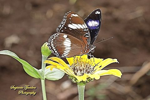 Great eggfly, Hypolimnas bolina bolina  - male  Geotagged,Great eggfly,Hypolimnas bolina,Indonesia,Spring