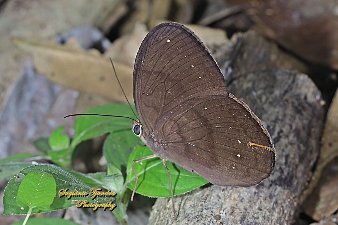 The Common Faun, Faunis canens canens  Common faun,Faunis canens,Geotagged,Indonesia,Spring