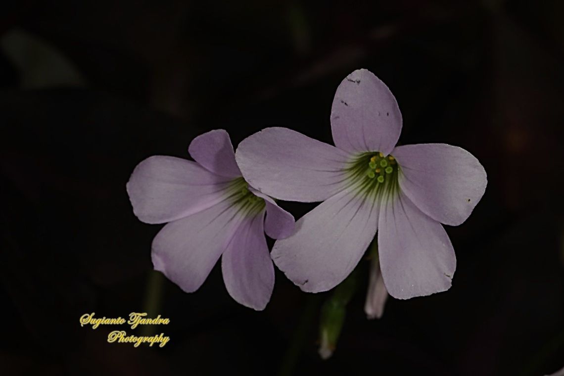 Love Plant flower/Purple Passion, Oxalis triangularis  False Shamrock,Geotagged,Indonesia,Oxalis triangularis,Spring