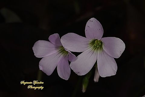 Love Plant flower/Purple Passion, Oxalis triangularis  False Shamrock,Geotagged,Indonesia,Oxalis triangularis,Spring
