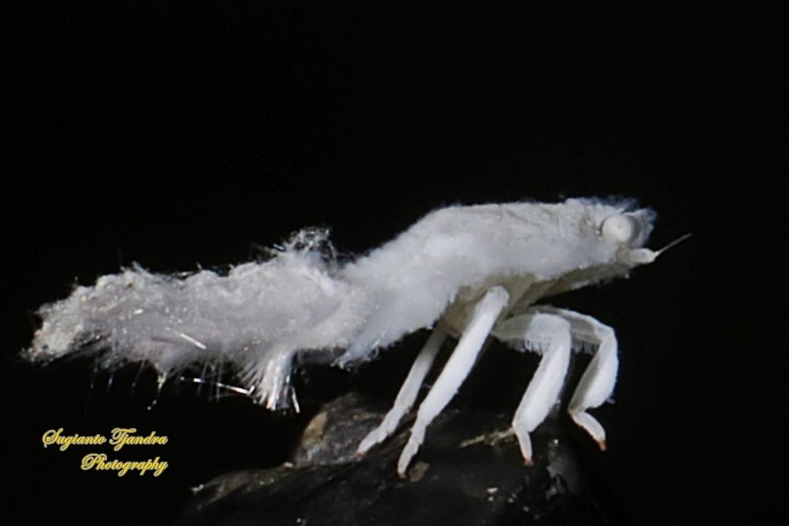 Ricaniid Planthopper Nymph (Ricaniidae)  Geotagged,Indonesia,Spring
