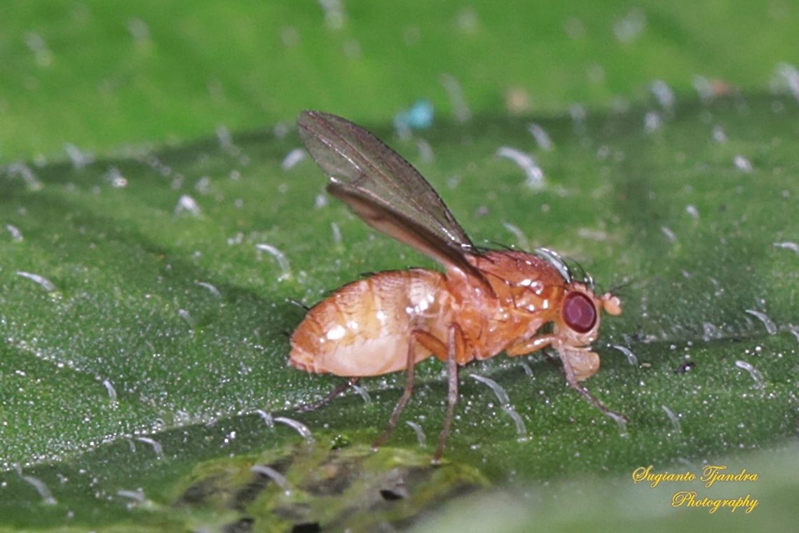 Lauxaniid fly, Homoneura Sp., Lauxaniidae  Geotagged,Indonesia,Spring