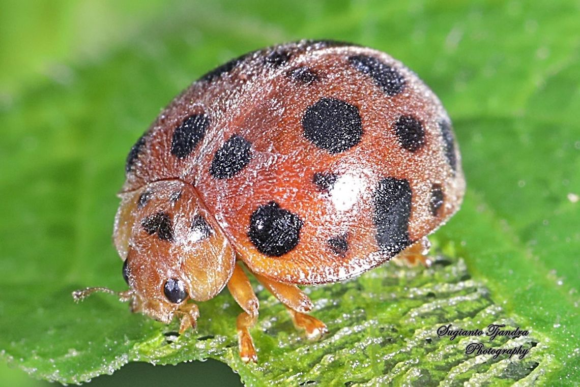 Lady Beetle, Coccinellidae  Geotagged,Indonesia,Spring