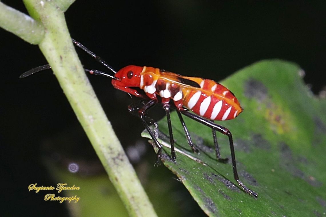 The Red Cotton Stainer (Dysdercus cingulatus) - Nymp  Dysdercus cingulatus,Geotagged,Indonesia,Red cotton bug,Spring