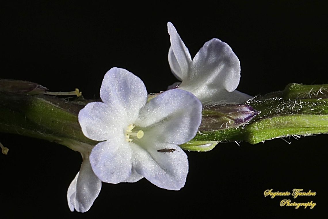 Pecut Kuda/Light-blue snakeweed, Stachytarpheta jamaicensis  Blue porterweed,Geotagged,Indonesia,Spring,Stachytarpheta jamaicensis
