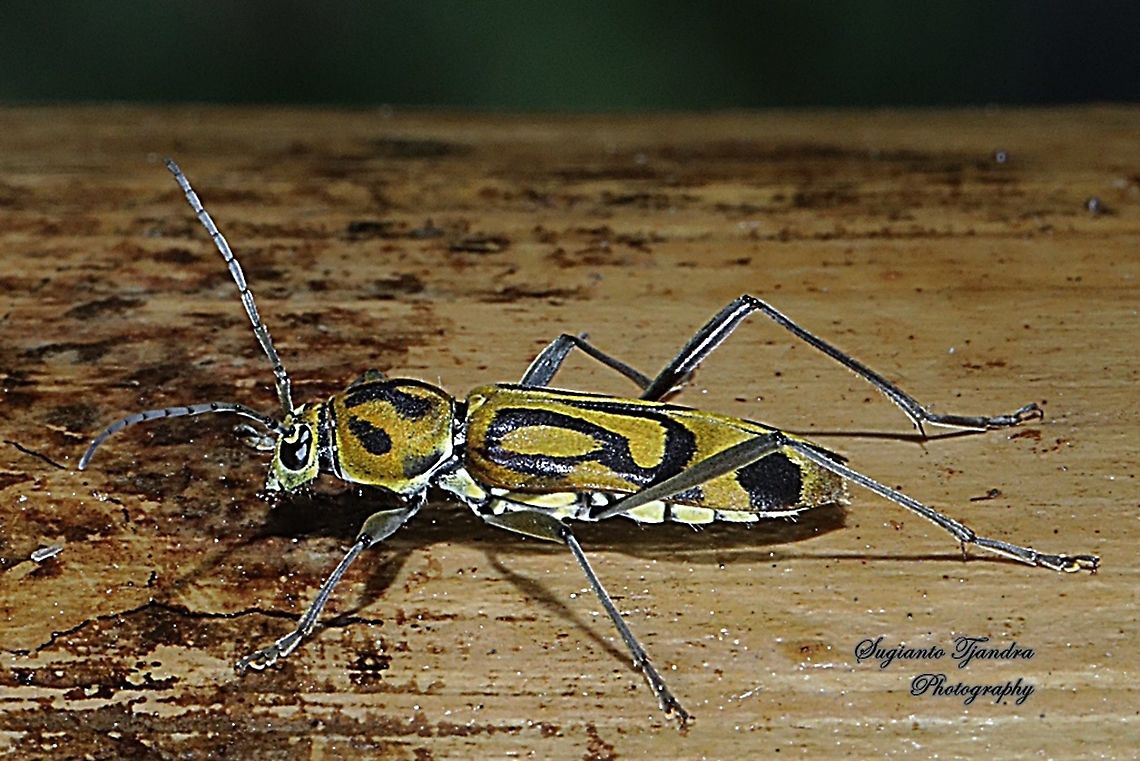 Bamboo Tiger Longhorn Beetle, Chlorophorus annularis (family Cerambycidae)  Chlorophorus annularis,Geotagged,Indonesia,Spring
