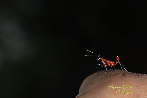 Kung Fu Mantis - Orchid Mantis young nymph (Hymenopus coronatus) at the edge of the cliff "wow horrified !!!" lol  Geotagged,Hymenopus coronatus,Indonesia,Malaysian Orchid Mantis,Spring