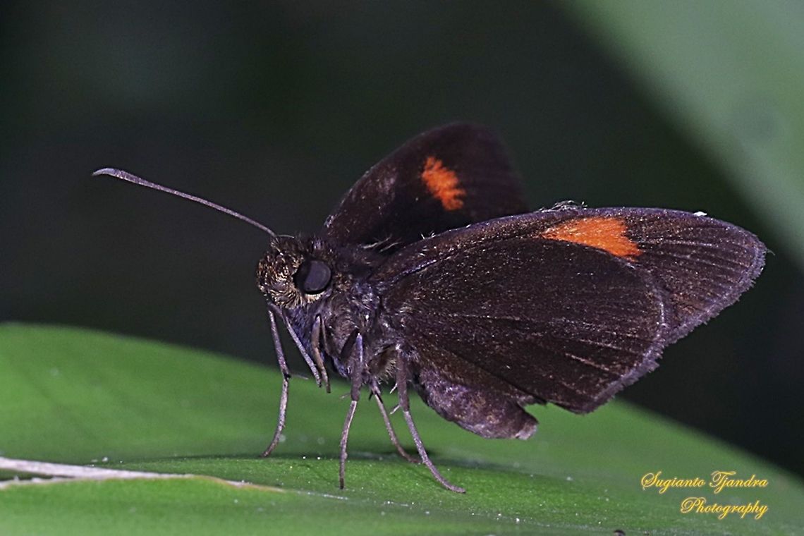 Skipper Butterfly, The Bright Red Velvet Bob, Koruthaialos sindu  Bright red velvet bob,Geotagged,Indonesia,Koruthaialos sindu,Spring