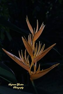 Parrot's Flower, Heliconia Psittacorum Halloween  Geotagged,Heliconia psittacorum,Indonesia,Parrot's Beak,Spring