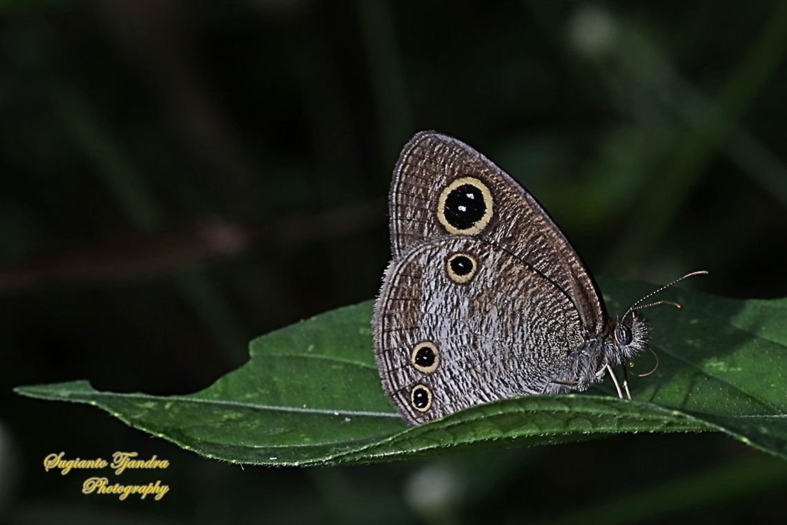 Ypthima nigricans nigricans  - lowerside  Geotagged,Indonesia,Spring,Ypthima nigricans