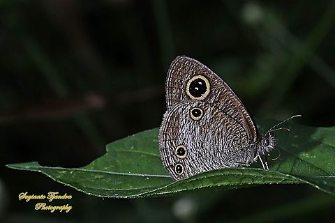 Ypthima nigricans nigricans  - lowerside  Geotagged,Indonesia,Spring,Ypthima nigricans