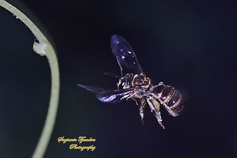 Nomia Bee, Nomia Sp, family Halictidae  Geotagged,Indonesia,Spring